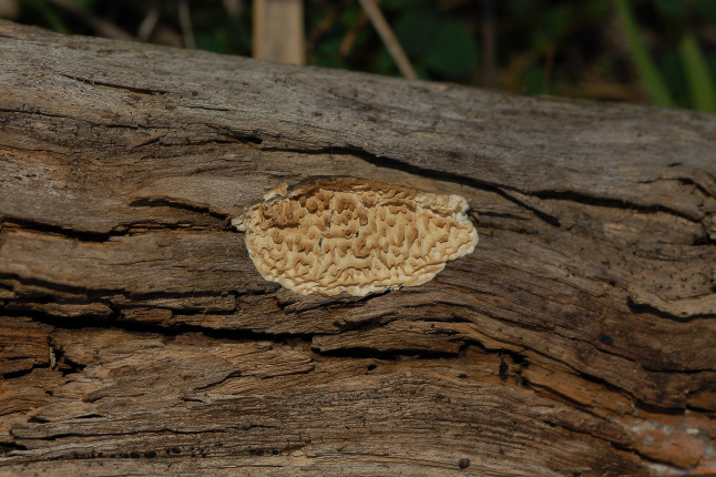 Quale Antrodia? (Antrodia albida)
